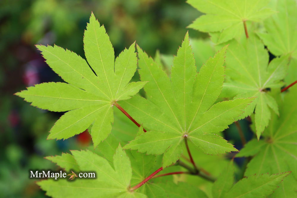 '- Acer shirasawanum 'Blue Moon' Full Moon Japanese Maple - Mr Maple │ Buy Japanese Maple Trees