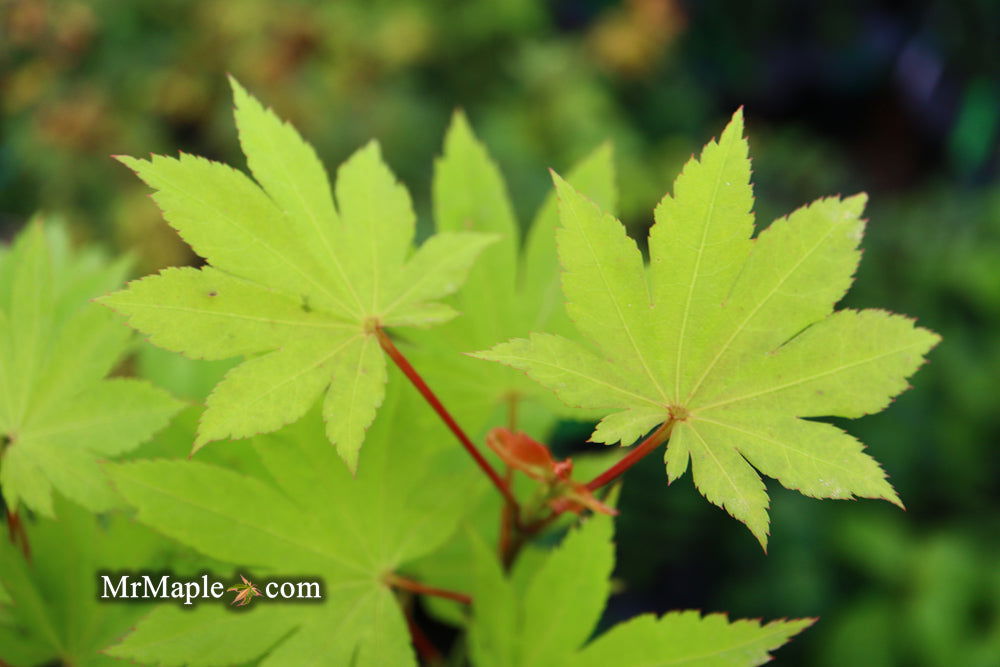 '- Acer shirasawanum 'Blue Moon' Full Moon Japanese Maple - Mr Maple │ Buy Japanese Maple Trees