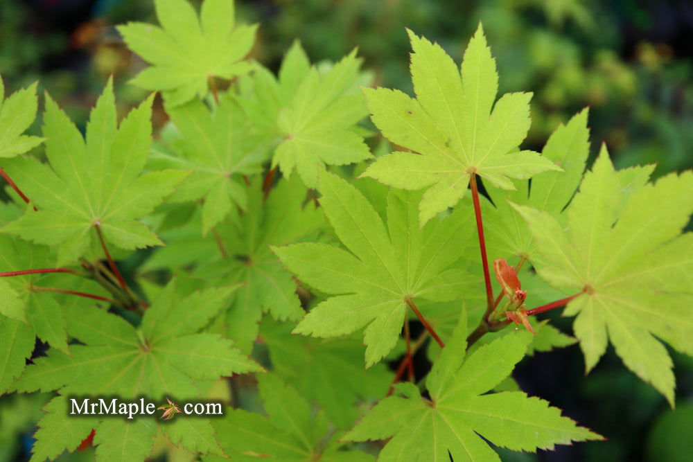 '- Acer shirasawanum 'Blue Moon' Full Moon Japanese Maple - Mr Maple │ Buy Japanese Maple Trees