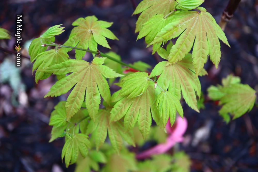 '- Acer shirasawanum 'Blue Moon' Full Moon Japanese Maple - Mr Maple │ Buy Japanese Maple Trees