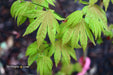 '- Acer shirasawanum 'Blue Moon' Full Moon Japanese Maple - Mr Maple │ Buy Japanese Maple Trees