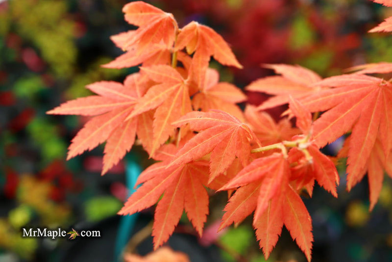- Acer shirasawanum 'Blue Moon' Full Moon Japanese Maple - Mr Maple │ Buy Japanese Maple Trees