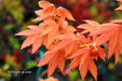 '- Acer shirasawanum 'Blue Moon' Full Moon Japanese Maple - Mr Maple │ Buy Japanese Maple Trees