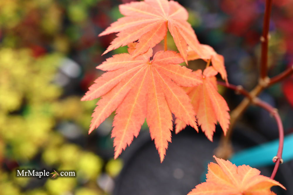 '- Acer shirasawanum 'Blue Moon' Full Moon Japanese Maple - Mr Maple │ Buy Japanese Maple Trees