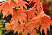 - Acer shirasawanum 'Blue Moon' Full Moon Japanese Maple - Mr Maple │ Buy Japanese Maple Trees