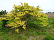 - Acer shirasawanum 'Blue Moon' Full Moon Japanese Maple - Mr Maple │ Buy Japanese Maple Trees