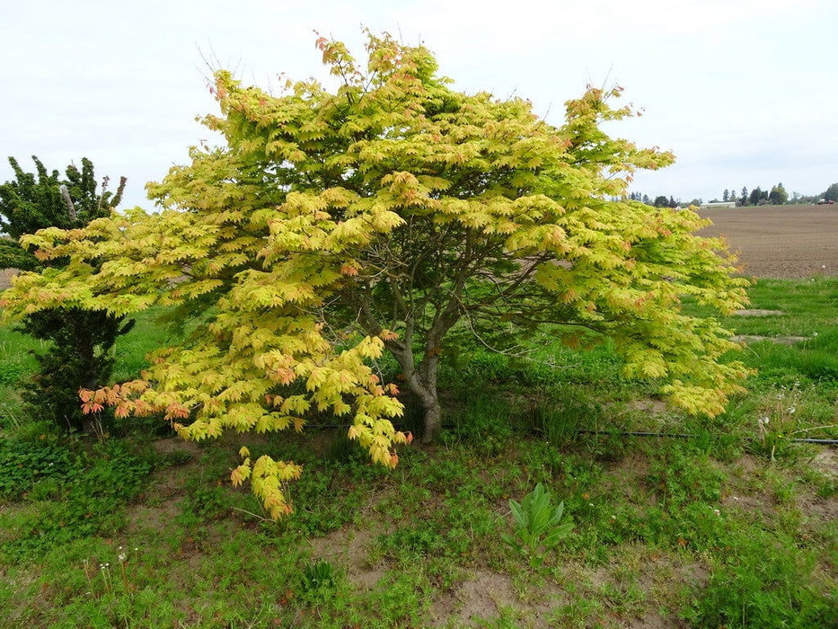 '- Acer shirasawanum 'Blue Moon' Full Moon Japanese Maple - Mr Maple │ Buy Japanese Maple Trees