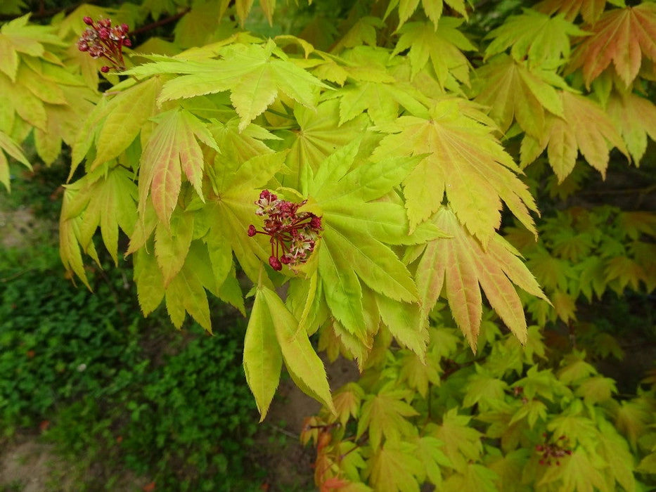 '- Acer shirasawanum 'Blue Moon' Full Moon Japanese Maple - Mr Maple │ Buy Japanese Maple Trees