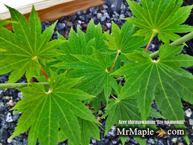 - Acer shirasawanum 'Ezo-no-momiji' Japanese Maple - Mr Maple │ Buy Japanese Maple Trees