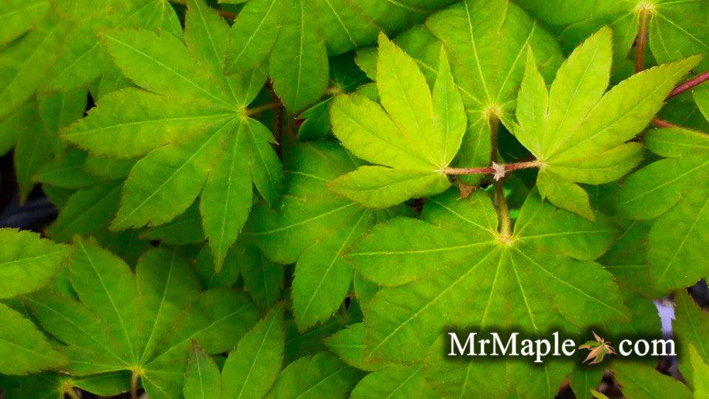 M.M（感謝）/4 Buy Acer shirasawanum 'Garden Glory' Full Moon Japanese Maple Tree