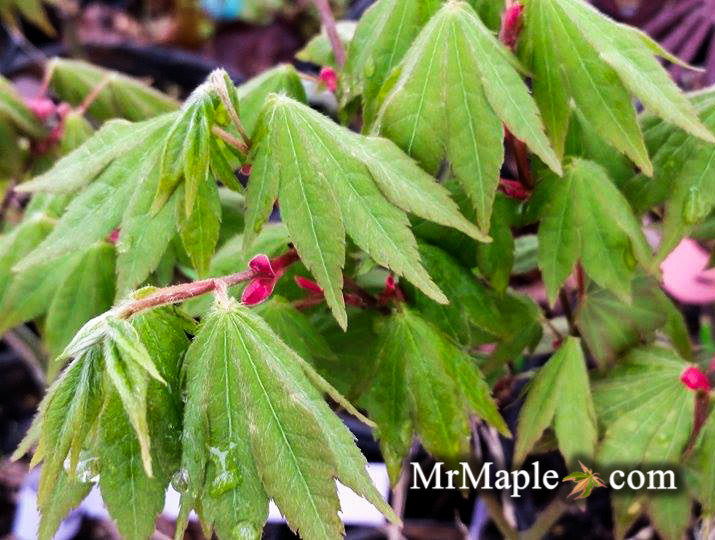 Buy Acer shirasawanum 'Garden Glory' Full Moon Japanese Maple Tree