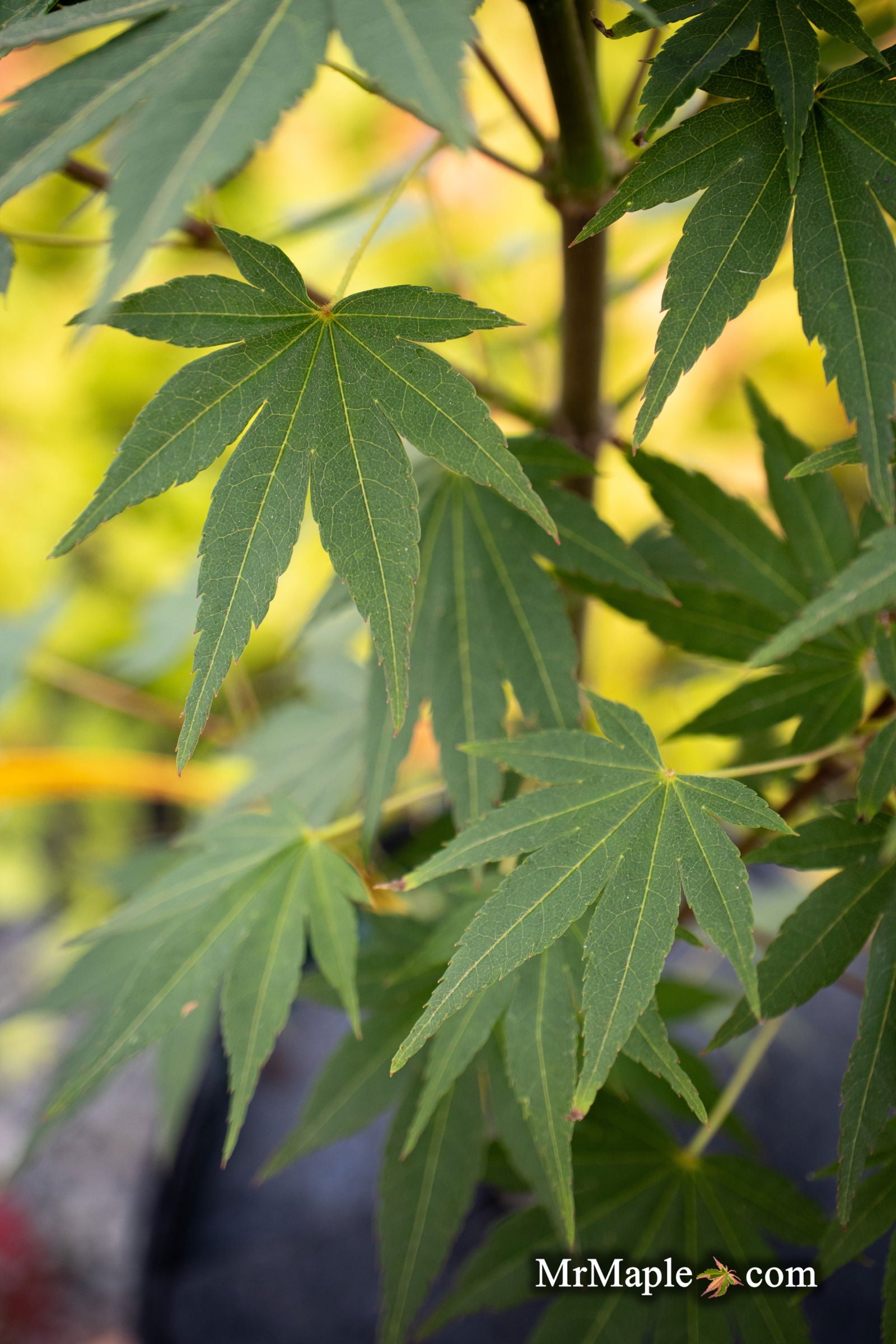 M.M（感謝）/4 Buy Acer shirasawanum 'Garden Glory' Full Moon Japanese Maple Tree