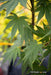 - Acer shirasawanum 'Garden Glory' Full Moon Japanese Maple Tree - Mr Maple │ Buy Japanese Maple Trees