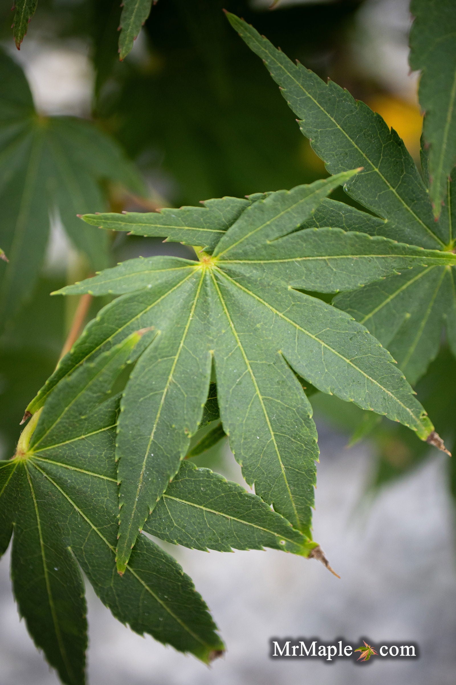 Buy Acer shirasawanum 'Garden Glory' Full Moon Japanese Maple Tree