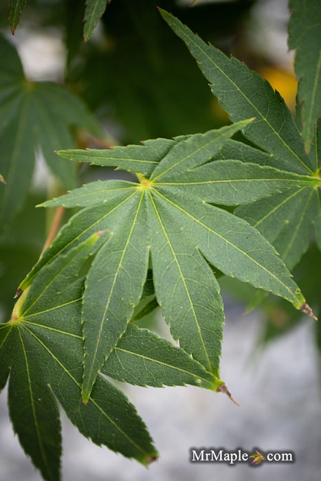 - Acer shirasawanum 'Garden Glory' Full Moon Japanese Maple Tree - Mr Maple │ Buy Japanese Maple Trees