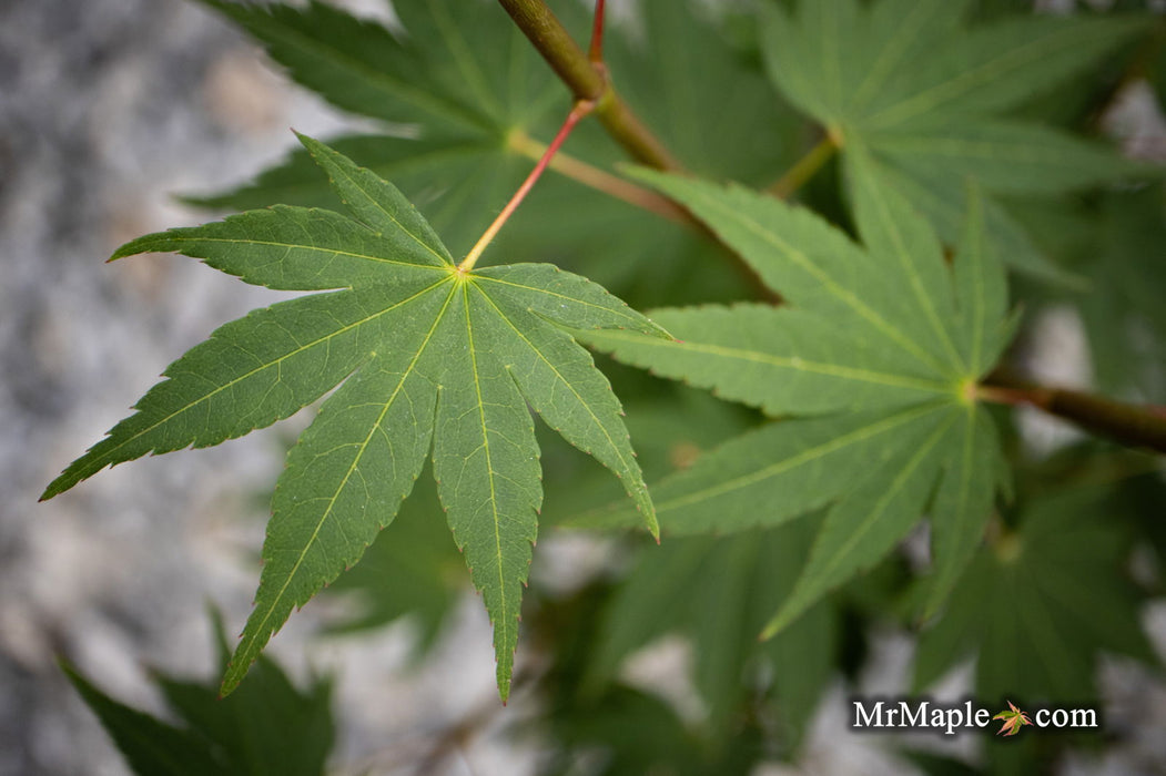 - Acer shirasawanum 'Garden Glory' Full Moon Japanese Maple Tree - Mr Maple │ Buy Japanese Maple Trees