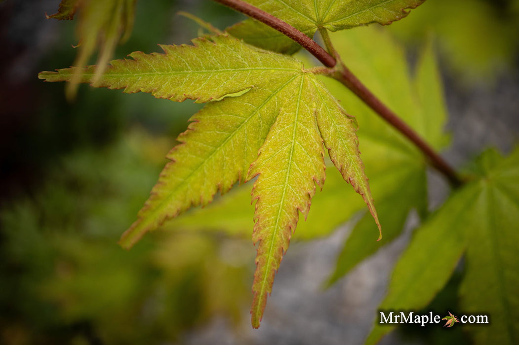 - Acer shirasawanum 'Garden Glory' Full Moon Japanese Maple Tree - Mr Maple │ Buy Japanese Maple Trees