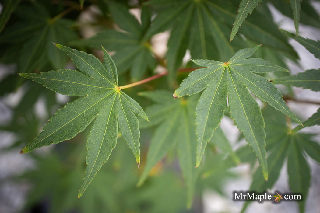 - Acer shirasawanum 'Garden Glory' Full Moon Japanese Maple Tree - Mr Maple │ Buy Japanese Maple Trees