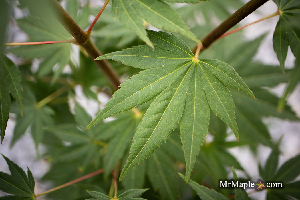 - Acer shirasawanum 'Garden Glory' Full Moon Japanese Maple Tree - Mr Maple │ Buy Japanese Maple Trees