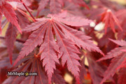 - Acer shirasawanum 'Gloria' Full Moon Japanese Maple - Mr Maple │ Buy Japanese Maple Trees