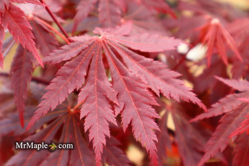 - Acer shirasawanum 'Gloria' Full Moon Japanese Maple - Mr Maple │ Buy Japanese Maple Trees