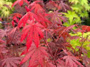 - Acer shirasawanum 'Gloria' Full Moon Japanese Maple - Mr Maple │ Buy Japanese Maple Trees