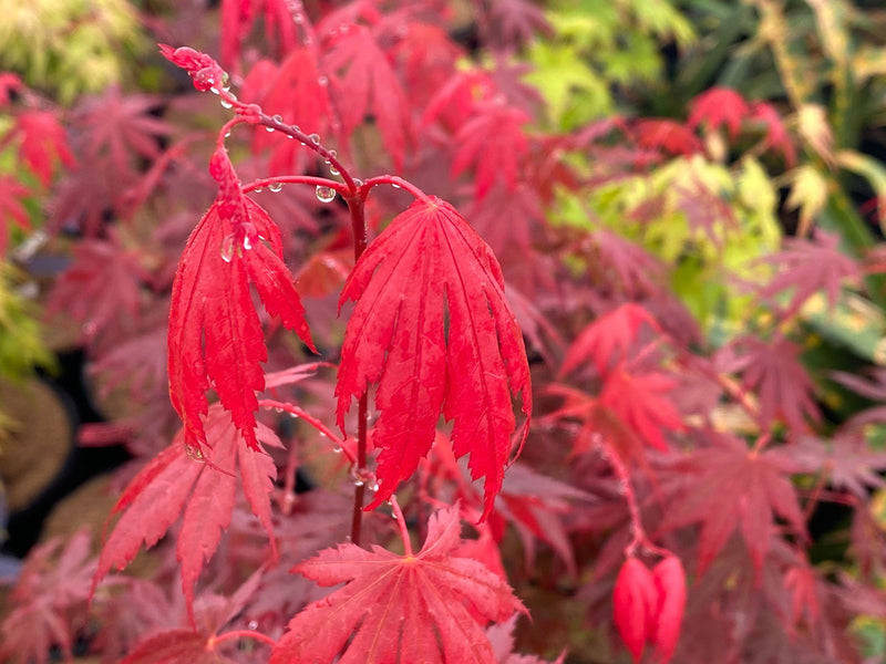 - Acer shirasawanum 'Gloria' Full Moon Japanese Maple - Mr Maple │ Buy Japanese Maple Trees