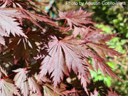 - Acer shirasawanum 'Gloria' Full Moon Japanese Maple - Mr Maple │ Buy Japanese Maple Trees