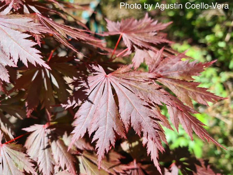 - Acer shirasawanum 'Gloria' Full Moon Japanese Maple - Mr Maple │ Buy Japanese Maple Trees