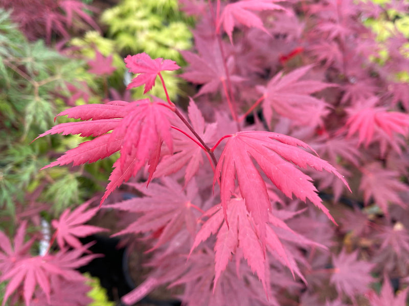 - Acer shirasawanum 'Gloria' Full Moon Japanese Maple - Mr Maple │ Buy Japanese Maple Trees