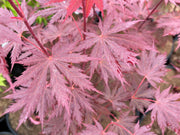- Acer shirasawanum 'Gloria' Full Moon Japanese Maple - Mr Maple │ Buy Japanese Maple Trees