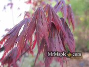 - Acer shirasawanum 'Gloria' Full Moon Japanese Maple - Mr Maple │ Buy Japanese Maple Trees