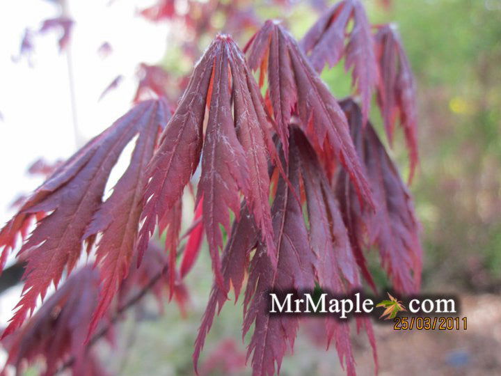 - Acer shirasawanum 'Gloria' Full Moon Japanese Maple - Mr Maple │ Buy Japanese Maple Trees