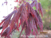 - Acer shirasawanum 'Gloria' Full Moon Japanese Maple - Mr Maple │ Buy Japanese Maple Trees