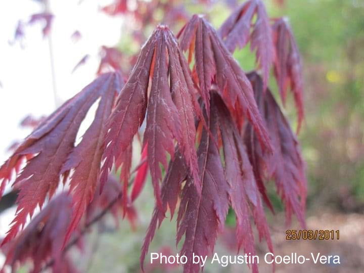- Acer shirasawanum 'Gloria' Full Moon Japanese Maple - Mr Maple │ Buy Japanese Maple Trees