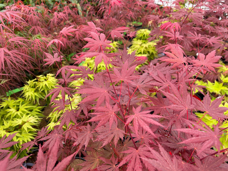 - Acer shirasawanum 'Gloria' Full Moon Japanese Maple - Mr Maple │ Buy Japanese Maple Trees