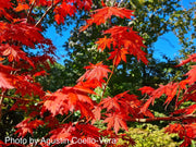 - Acer shirasawanum 'Gloria' Full Moon Japanese Maple - Mr Maple │ Buy Japanese Maple Trees