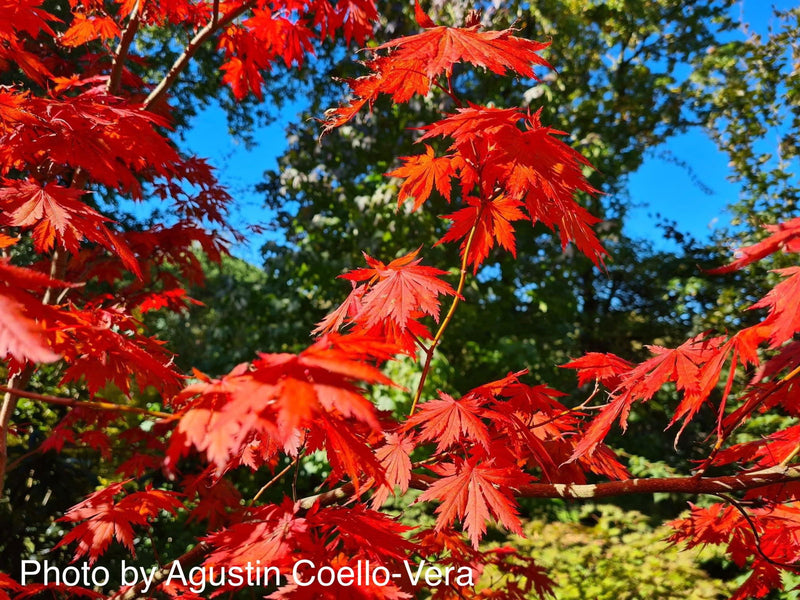- Acer shirasawanum 'Gloria' Full Moon Japanese Maple - Mr Maple │ Buy Japanese Maple Trees