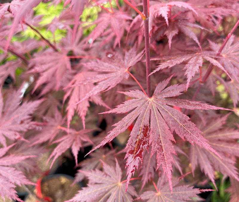 - Acer shirasawanum 'Gloria' Full Moon Japanese Maple - Mr Maple │ Buy Japanese Maple Trees