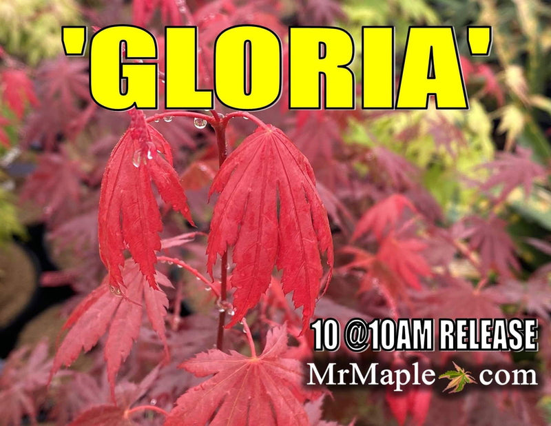 - Acer shirasawanum 'Gloria' Full Moon Japanese Maple - Mr Maple │ Buy Japanese Maple Trees