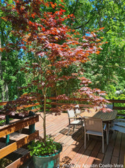 - Acer shirasawanum 'Gloria' Full Moon Japanese Maple - Mr Maple │ Buy Japanese Maple Trees
