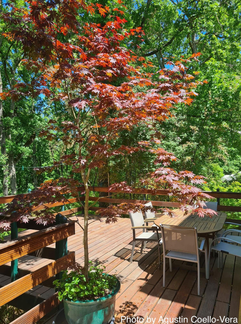 - Acer shirasawanum 'Gloria' Full Moon Japanese Maple - Mr Maple │ Buy Japanese Maple Trees