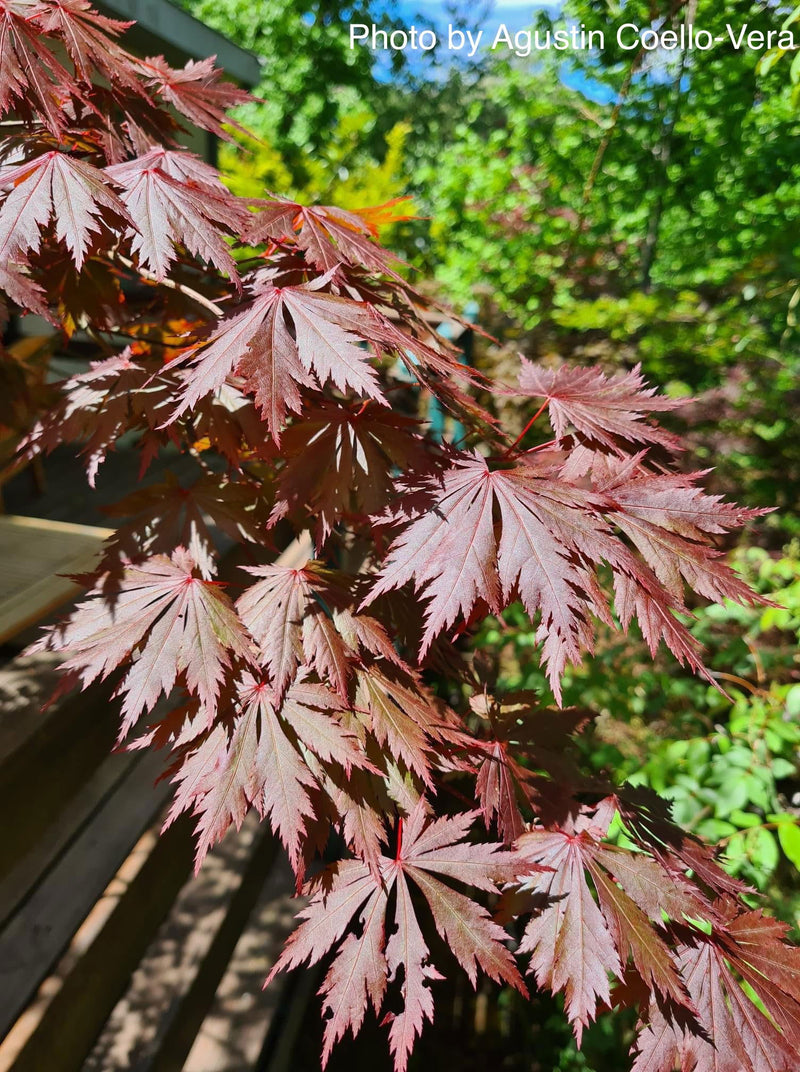- Acer shirasawanum 'Gloria' Full Moon Japanese Maple - Mr Maple │ Buy Japanese Maple Trees