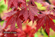 - Acer shirasawanum 'Gloria' Full Moon Japanese Maple - Mr Maple │ Buy Japanese Maple Trees