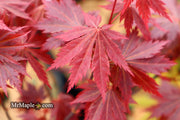 - Acer shirasawanum 'Gloria' Full Moon Japanese Maple - Mr Maple │ Buy Japanese Maple Trees