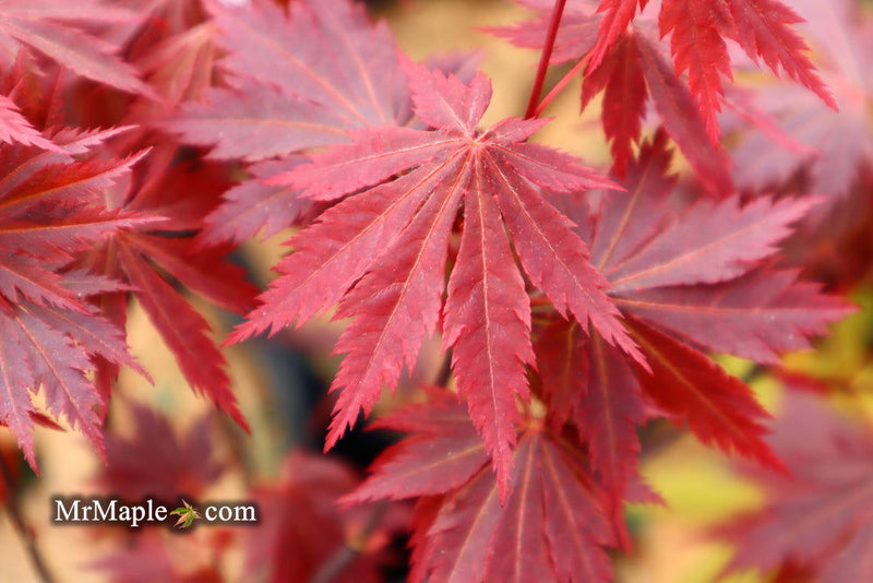 - Acer shirasawanum 'Gloria' Full Moon Japanese Maple - Mr Maple │ Buy Japanese Maple Trees