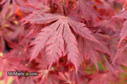 - Acer shirasawanum 'Gloria' Full Moon Japanese Maple - Mr Maple │ Buy Japanese Maple Trees