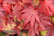- Acer shirasawanum 'Gloria' Full Moon Japanese Maple - Mr Maple │ Buy Japanese Maple Trees