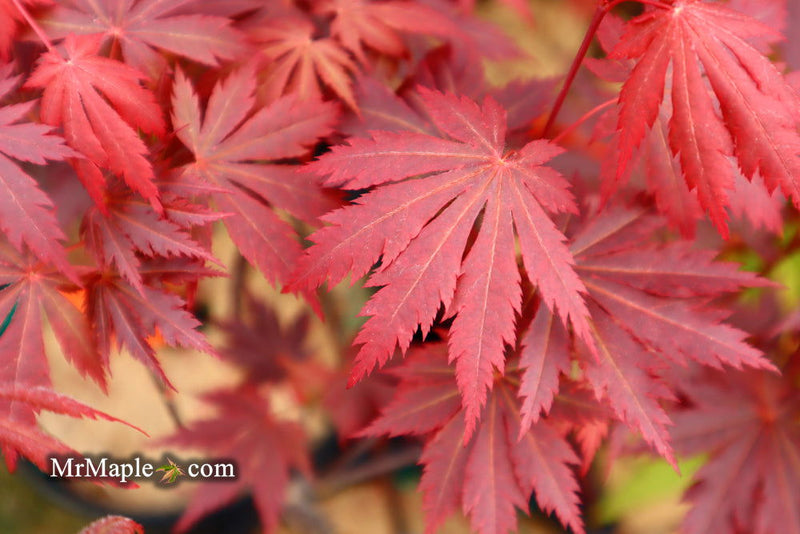 - Acer shirasawanum 'Gloria' Full Moon Japanese Maple - Mr Maple │ Buy Japanese Maple Trees