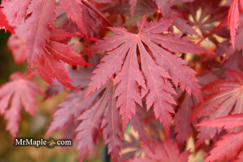 - Acer shirasawanum 'Gloria' Full Moon Japanese Maple - Mr Maple │ Buy Japanese Maple Trees